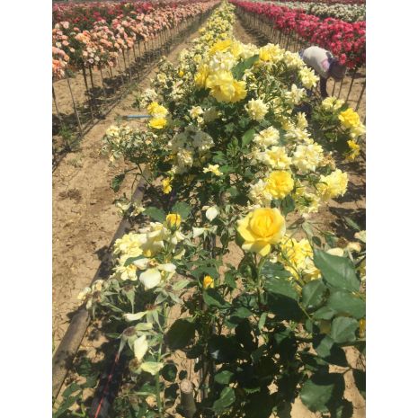 Baston Guller 100 Cm Lik Baston Guller Sunny Baston Gul 100 Cm