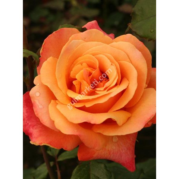 Lolita Hybrit Tea Roses Cay Gulleri Asili Yediveren Gul Fidani